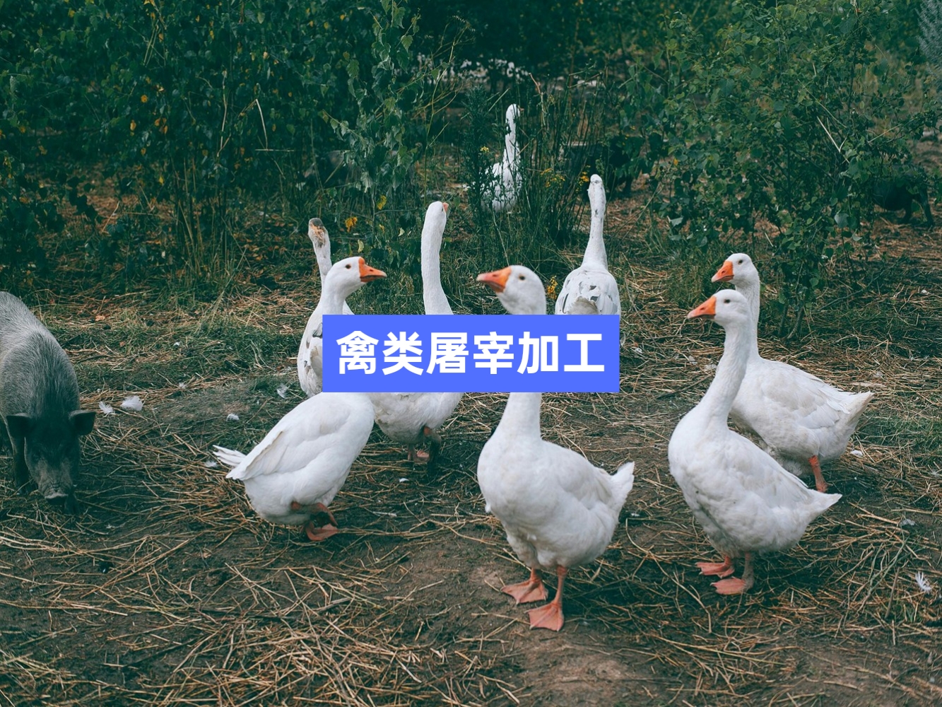 雞鴨鵝禽類屠宰分割信息化管理軟件系統(tǒng)_肉聯(lián)廠屠宰場管理系統(tǒng)_屠宰追溯管理系統(tǒng)_mes生產管理系統(tǒng)_wms倉儲管理系統(tǒng)